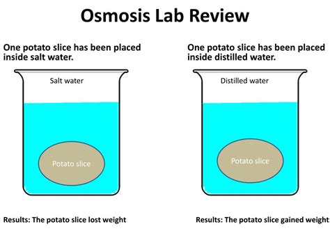 salt water potato experiment|Potato Osmosis Lab .